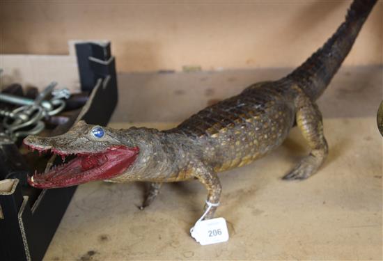 Taxidermy  crocodile